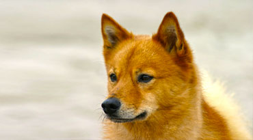Finnischer Spitz Finnischer Spitz