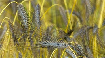 Getreide als Hauptbestandteil von billigen Futtermitteln hält Produktionskosten niedrig Das Märchen vom gesunden Billigfutter