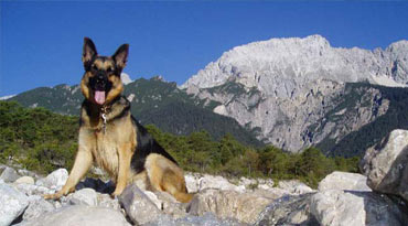 Diese Hunde wurden zur Arbeit am Vieh gezüchtet, sogenannte Hirtenhunde. Hütehunde und Treibhunde