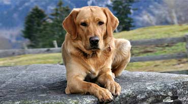 Hätten Sie gewusst, dass zu häufige Entwurmungen Ihren Hund nachhaltig krank machen können? Gesundheit des Hundes
