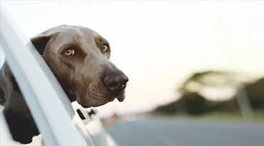 Dogs eyes respond much more quickly to movements than the human eye. In return, dogs can not see as sharply as we humans. Tips for dog eyes