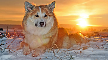 Islandspitz Islandspitz