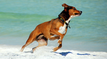 what has to be considered, if the dog is to travel with ? travel with dog