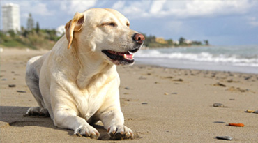 Als erstes sollte klargestellt werden wohin die Reise gehen soll. Innerhalb Deutschlands? Ans Meer? In die Berge? In das Ausland? Urlaub mit Hund Allgemeine Infos